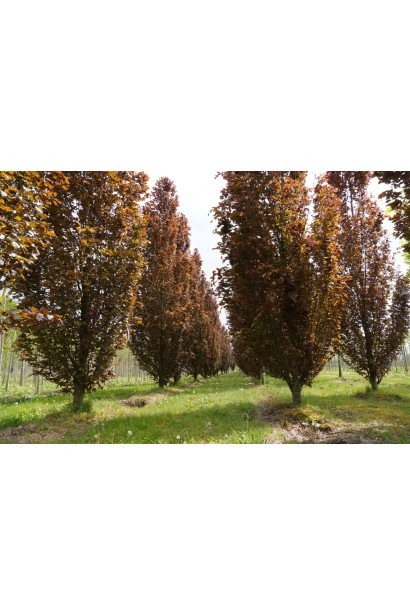 Бук Ред Обеліск